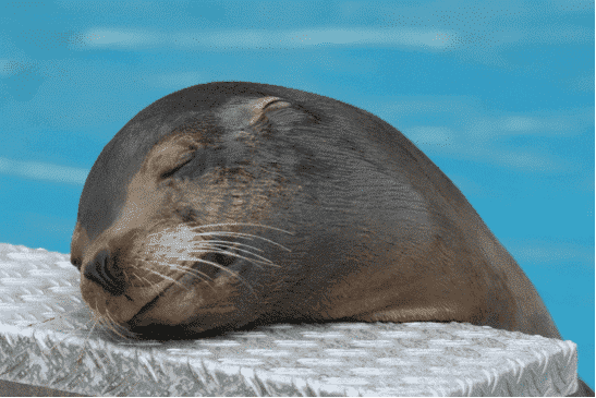 relaxed seal